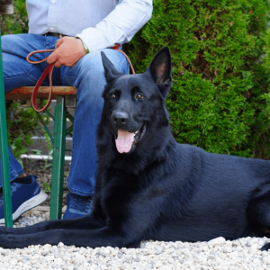 Personal & Family Protection Dogs