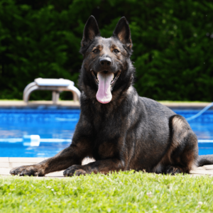 Personal & Family Protection Dogs