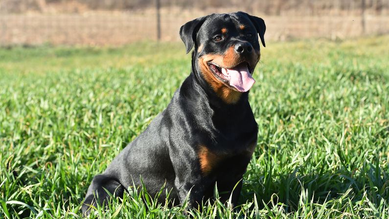 Rottweilers