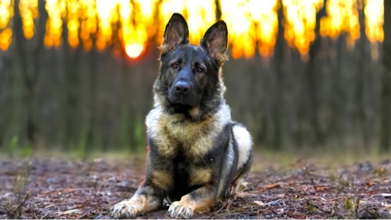 Trained family best sale protection dogs