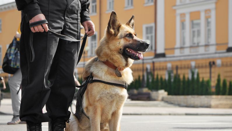 What Does a Protection Dog Do? Their Essential Role in Safety and Security