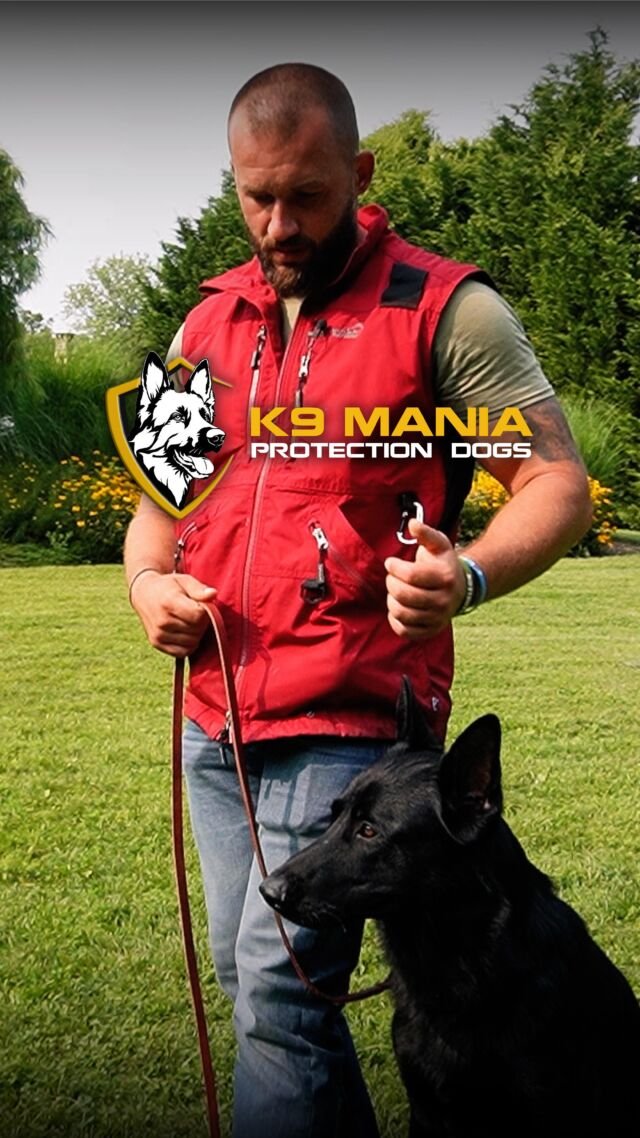 Personal & Family Protection Dogs K9 Mania Protection Dogs