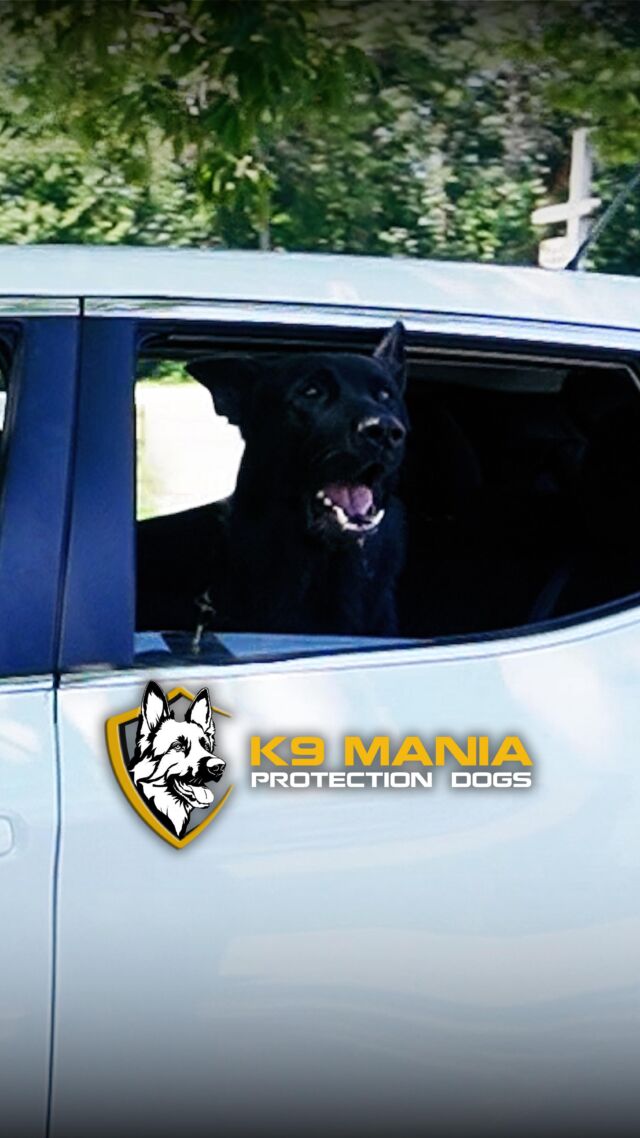 Unpredictable situations meet their match with K9 Mania’s protection dogs. These loyal companions are custom-trained to ensure your safety in any unexpected scenario. From deterring potential threats to providing unwavering support, they stand as your steadfast guardians, ready to defend and protect. Experience the peace of mind that comes with having a faithful ally by your side, even when the unexpected strikes.

Contact us today and make protection a part of your lifestyle!

#K9ManiaProtectionDogs #protectiondogs #familyprotection #personalprotection #familydog #workingdogs #homesecurity #germanshepherdworld