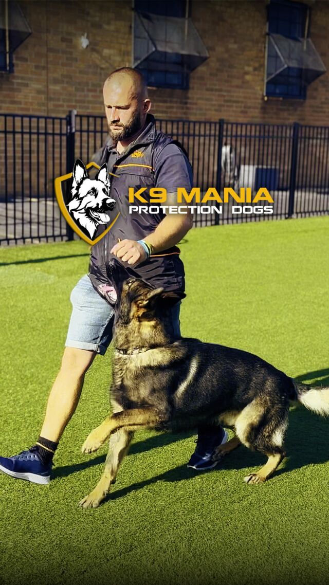 Behind the Scenes with K9 Mania Protection Dogs!

Experience the exclusive world of K9 Mania’s elite protection dogs, where trust, customization, and elite training converge to redefine perfection in protection. Experience unwavering companionship and unmatched loyalty that goes beyond security. Welcome to a world where protection meets companionship like never before.

Ready to embrace the exceptional? Take the first step by sending us a message. Bring an elite protector and companion into your life today.

#K9ManiaProtectionDogs #protectiondogs #familyprotection #personalprotection #familydog #workingdogs #homesecurity #germanshepherdworld
