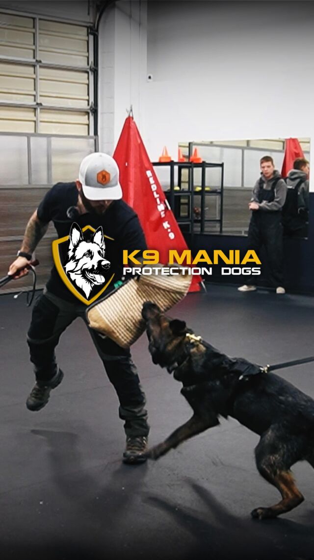 Our rigorous training sessions are a cut above the rest, designed with your unique needs in mind. From customized commands to personalized protection plans, we redefine security with a touch of luxury.

But our dogs offer more than protection – they’re loyal companions who bring unmatched trust and confidence to your life.

Experience the pinnacle of canine excellence and elite training. Join the K9 Mania family by sending us a message today.

#K9ManiaProtectionDogs #protectiondogs #familyprotection #personalprotection #familydog #workingdogs #homesecurity #germanshepherdworld