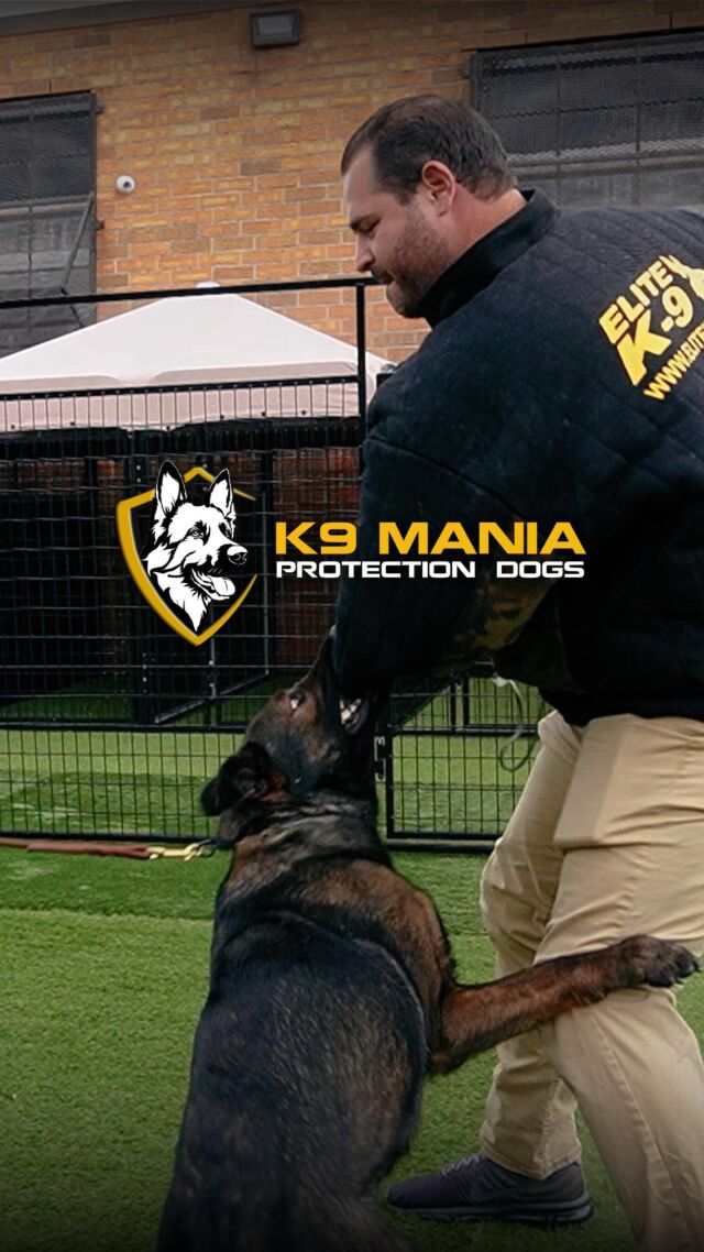 Discover the elite training behind our exclusive protection dogs, where each command fosters both unmatched security and deep companionship. These guardians are tailored to fit uniquely into your life, offering more than protection—they become trusted members of your family. It’s a journey that blends rigorous training with personalized care, creating a bond built on trust and confidence.

Ready for a protector that transcends traditional roles? Message us to explore this exclusive experience.

#K9ManiaProtectionDogs #protectiondogs #familyprotection #personalprotection #familydog #workingdogs #homesecurity #germanshepherdworld